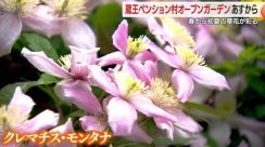 蔵王で初夏までの草花が楽しめるオープンガーデン始まる　クレマチス・モンタナなどが園内を彩る【山形発】