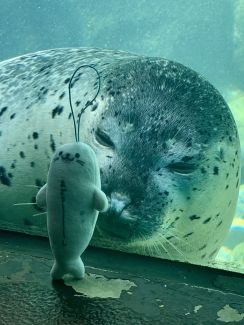 ぬいぐるみをジト～っと見つめるアザラシがかわいすぎ！「どういう感情でみてるんだろ」と大反響