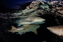 サメやコウモリなどの「怖い生きもの」にももっと保護を、若い研究者たちが「推し活」