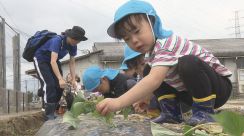 「大きくなりますように!」園児がサツマイモの植え付け体験　福島