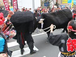 徳之島の闘牛も登場　渋谷・鹿児島おはら祭　郷友会や商工会、奄美をPR