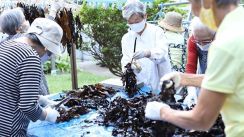 高齢者や障害者が海藻集めて養豚　6次産業「鎌倉海藻ポーク」（神奈川）