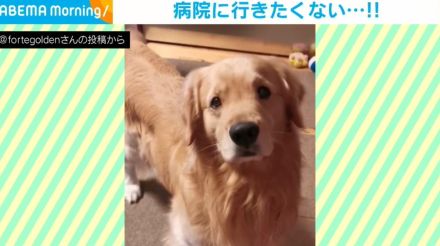 病院嫌いな犬 飼い主の一言で