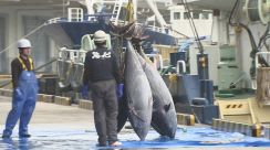 鳥取県境港　天然本マグロ　今シーズン初水揚げ