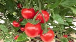 「ショパン」を聴いて育ったトマトがミニトマト全国NO.1の栄冠…その名もクラシックトマト「ショパン」栽培するのは作曲家目指した男性、極限まで水を与えないストレスでマンゴー並みの糖度に