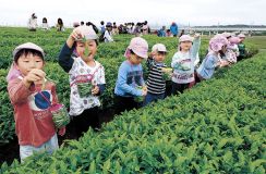 青々一番茶摘み　加賀で園児