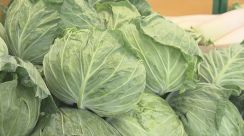 【速報】キャベツが平年の2倍近い高値…レタスは3割高で葉物野菜が依然高値に　農水省が野菜価格発表