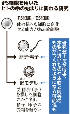 iPSで卵子・精子つくる研究、8割の人が「期待」　内閣府意識調査