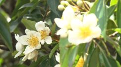 やんばるで梅雨の代名詞「イジュ」の花咲く