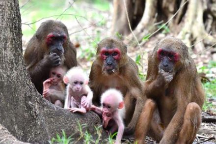 “死んだ個体”と交尾するサル　京大が記録　野生霊長類では初　「動物の死生観を理解する重要なデータ」