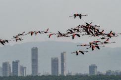 フラミンゴの群れに旅客機突っ込む 「空から死骸」通報多数 インド
