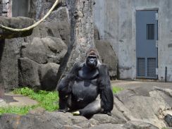 千葉市動物公園がクラウドファンディング　学術的知見を種の保存に活かす