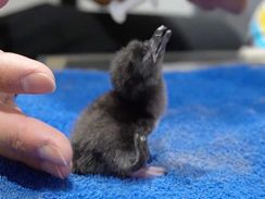 札幌の水族館でペンギンのひなの成長特集　名前募集も