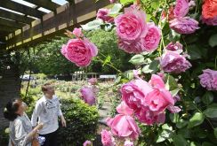 色鮮やかな大輪290種　栃木の井頭公園でバラが見頃