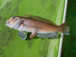 葉山沖での甘鯛釣りで使った「秘密兵器」の成果