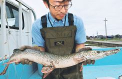 特定外来生物のアリゲーターガー捕獲　富山・四方荒屋の田んぼ跡地