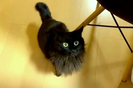 黒猫を撮影中、目の前が真っ暗に！ 思わぬアクシデント映像に「何？ かわいすぎる」「幸せなまっくら」と124万回再生
