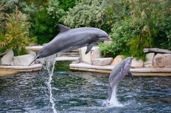 「イルカ２頭死亡」韓国イルカ体験施設、「動物虐待？　とんでもない主張」