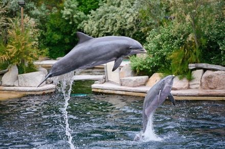 「イルカ２頭死亡」韓国イルカ体験施設、「動物虐待？　とんでもない主張」