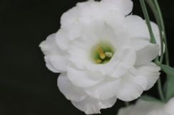 「香りがない花」からバラと同じ“甘い香り”の成分を発見　冠婚葬祭で需要高いトルコギキョウ　市場どう開拓？
