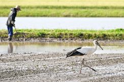 きょうは「生物多様性の日」　コウノトリと共生する兵庫県豊岡市