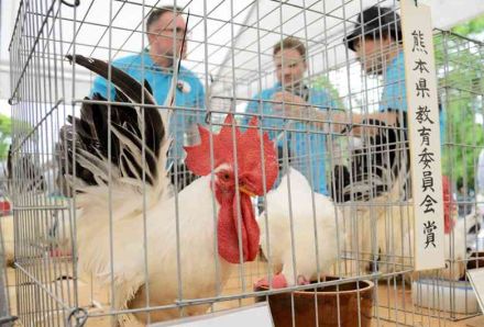 「肥後ちゃぼ」外国人も熱視線　ドイツ、台湾の愛好家来日　熊本市動植物園で展示会