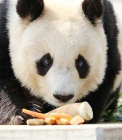 動物園のパンダがカメラの死角で「かくれんぼ」でも飼育員さんを見つけると、つい出てきちゃうんです