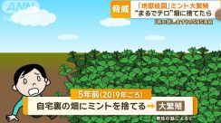 “ミントテロ”　脅威の繁殖力で100平米の畑を侵食し尽くし、都会では雑草化…原因は