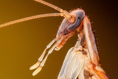 チャバネゴキブリはいつどこで生まれ、世界をどう征服したのか、250年来の謎をついに解明