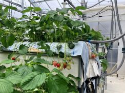 町田市のごみ処理施設でイチゴ収穫　CO2活用で大きな果実なる