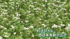 白く可憐なソバの花　豊後高田で咲き誇る　西日本有数の作付け面積　大分