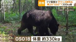 第2の「OSO18」？“300kg級”クマ襲撃か　子ウシ4頭死ぬ…専門家「人を襲う可能性も」