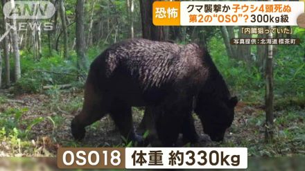 第2の「OSO18」？“300kg級”クマ襲撃か　子ウシ4頭死ぬ…専門家「人を襲う可能性も」