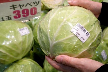 天候不順でキャベツの価格高騰続く 「1玉1000円」のスーパーも、家計直撃に消費者困惑