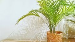 おしゃれな部屋作りには＜大きめの観葉植物＞が正解！人気インテリアコーディネーターが選ぶ「初心者におすすめグリーン５種」