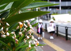 奄美地方、梅雨入り　平年より9日遅く