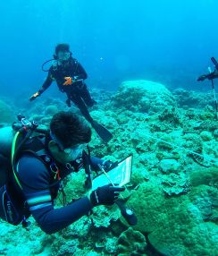 「健康診断」今年も良好　喜界島でリーフチェック　巨大浜サンゴなど調査