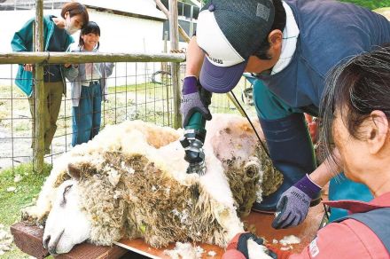 夏に向けさっぱり！　羊の毛刈り　島根県出雲市