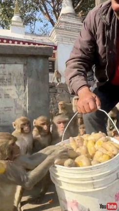 サル「イモーーー!!!」　大量のおイモに群がるおサルさんたち→次々にほおばる姿がかわいくてほほえましい【ネパール】