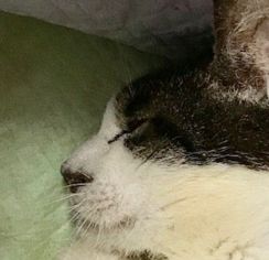 「看取りを覚悟で」ガリガリ、ボロボロで保護された生粋の野良猫　最期に温かな「おうち」に出会った