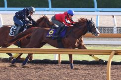 【ダービー】サンライズアース２頭併せで先着、石坂師「スタミナは１番」／G1追い切り速報