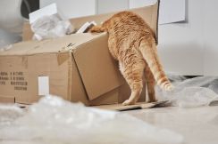 段ボール好きの猫さん、箱に入ったまま間違ってアマゾンで配送される。1000キロ離れて発見。アメリカ