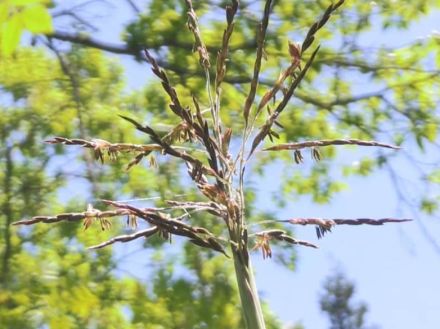 ６０年に一度とされるクマザサの開花　高山市の奥飛騨温泉郷