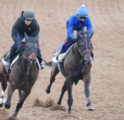 【日本ダービー】コスモキュランダ　併せ馬で先着、加藤士師「成長がうかがえる」