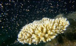 〈動画あり〉神秘 命の営み　淡桃色のカプセル次々と放出…サンゴが産卵期、夜の海を幻想的に彩る　奄美