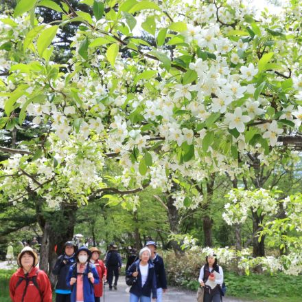 北アルプス上高地でズミ開花　白い花が新緑に映える