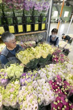 栃木・足利でトルコギキョウの出荷ピーク　父の日のプレゼントにも　トラック荷台は４千本の花でいっぱいに