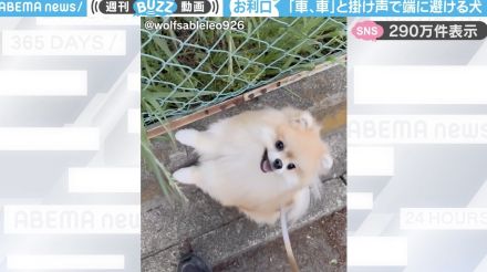 天才犬！飼い主の「車、車」で、道路の端へとよけるポメラニアンの驚きの行動に「お利口すぎる！」「うちも覚えさせたい！」と絶賛の嵐