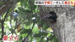 鹿児島・奄美大島で希少な野鳥のひなが巣立つ瞬間の撮影に成功!　子育てに奮闘する親鳥の姿も