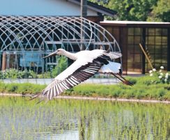 富山県朝日町に「幸せ」舞い降りる　コウノトリが飛来